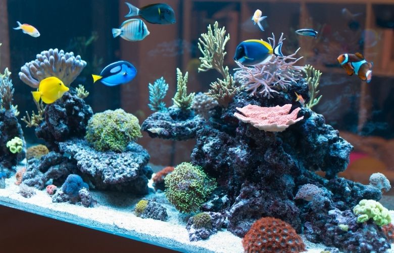 Ideias de decoração para ornamentar o aquário 2 aquario
