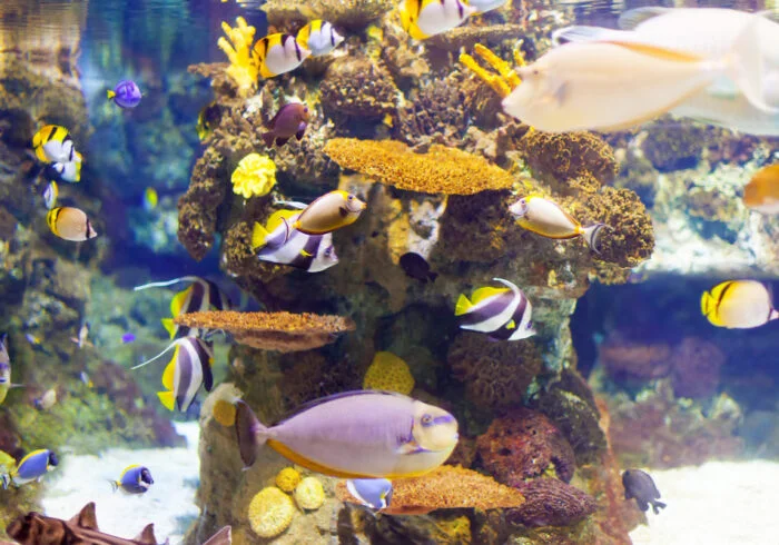 Ideias de decoração para ornamentar o aquário 4 peixes aquario