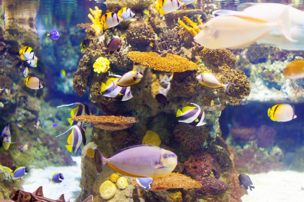 Ideias de decoração para ornamentar o aquário 1 peixes aquario
